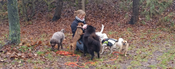 Trüffelhunde